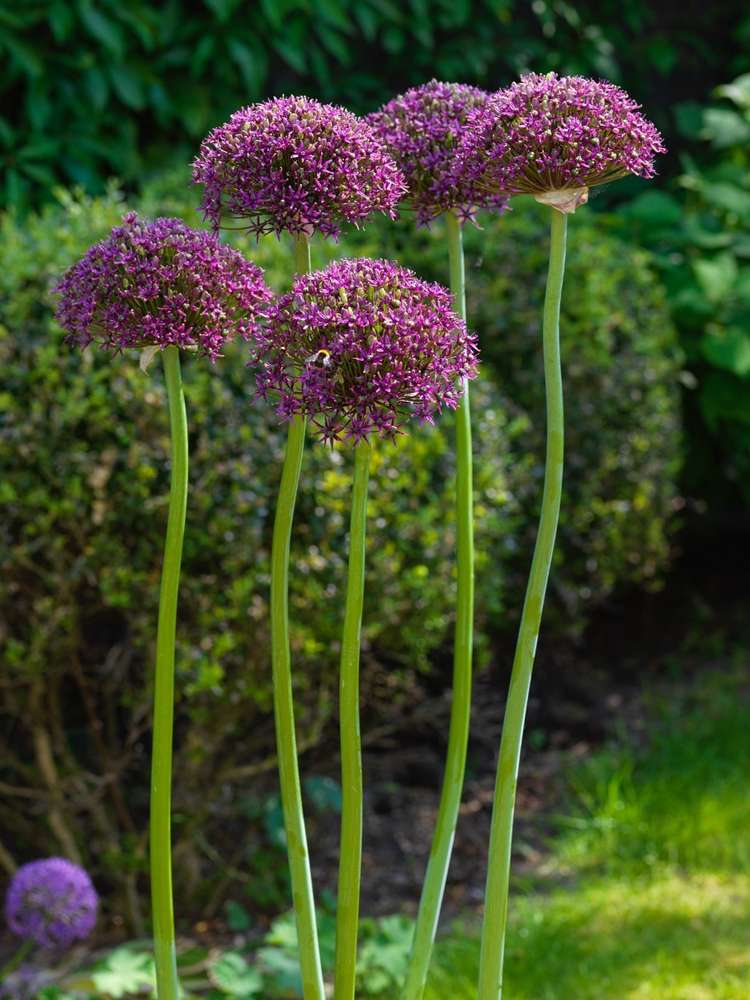 Allium Magic