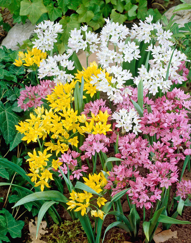 Ail sauvages Mix