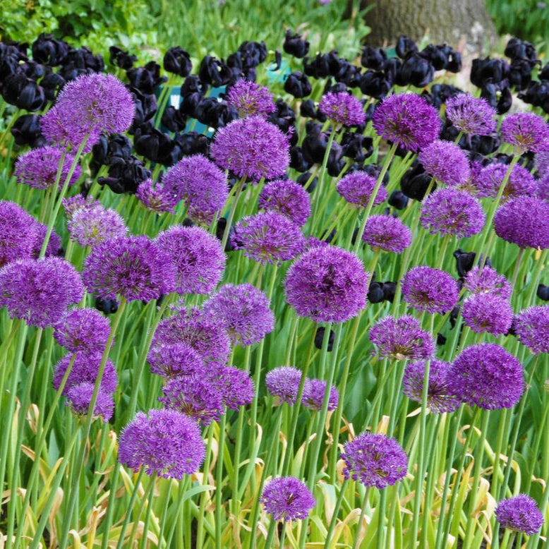 Allium Purple Sensation