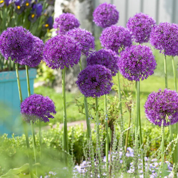 Allium Purple Sensation