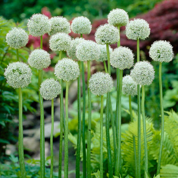 Allium d'ornement géant blanc