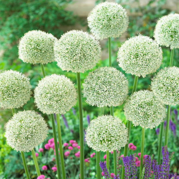 Allium d'ornement géant blanc