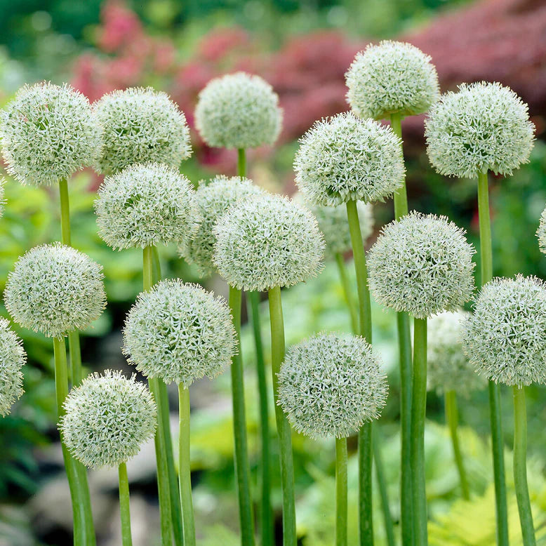 Allium d'ornement géant blanc