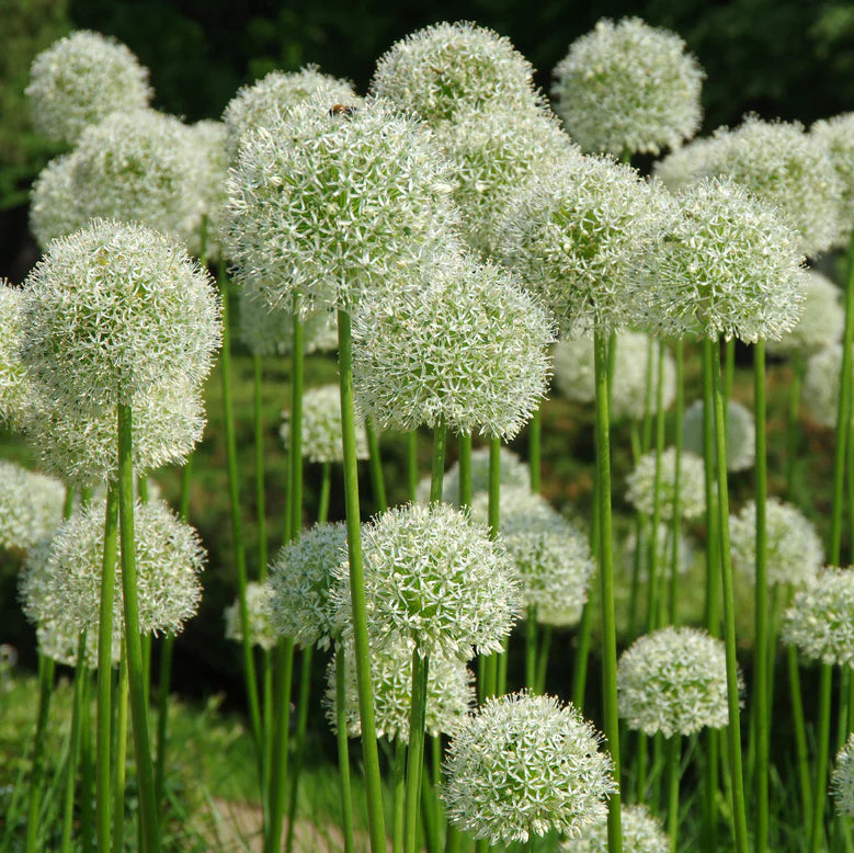 Allium d'ornement géant blanc