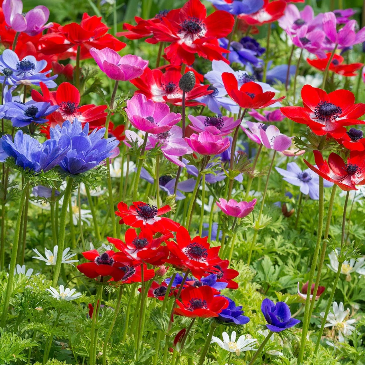 anémone fleur