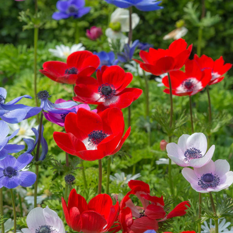 anémone fleur