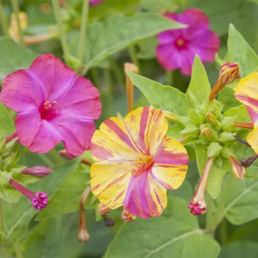 mirabilis jalapa