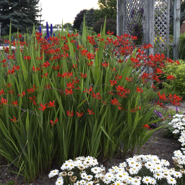 Crocosmia Lucifer