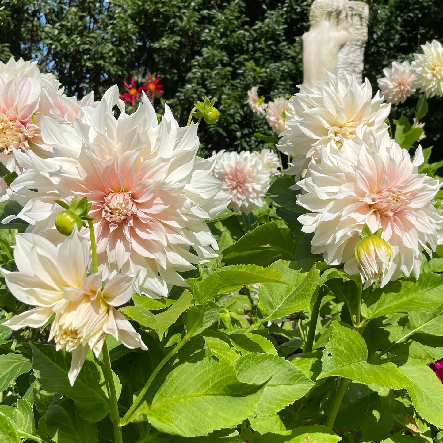 Dahlia Café au Lait