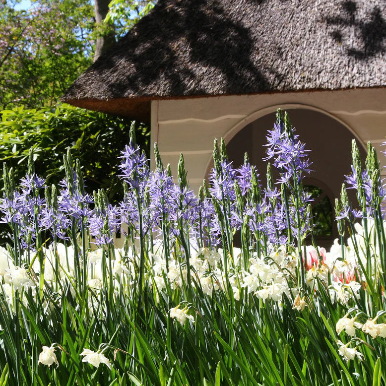 Camassia bleu