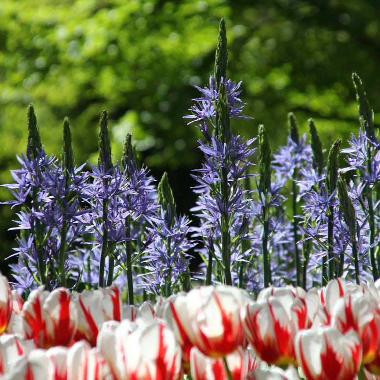 Camassia bleu