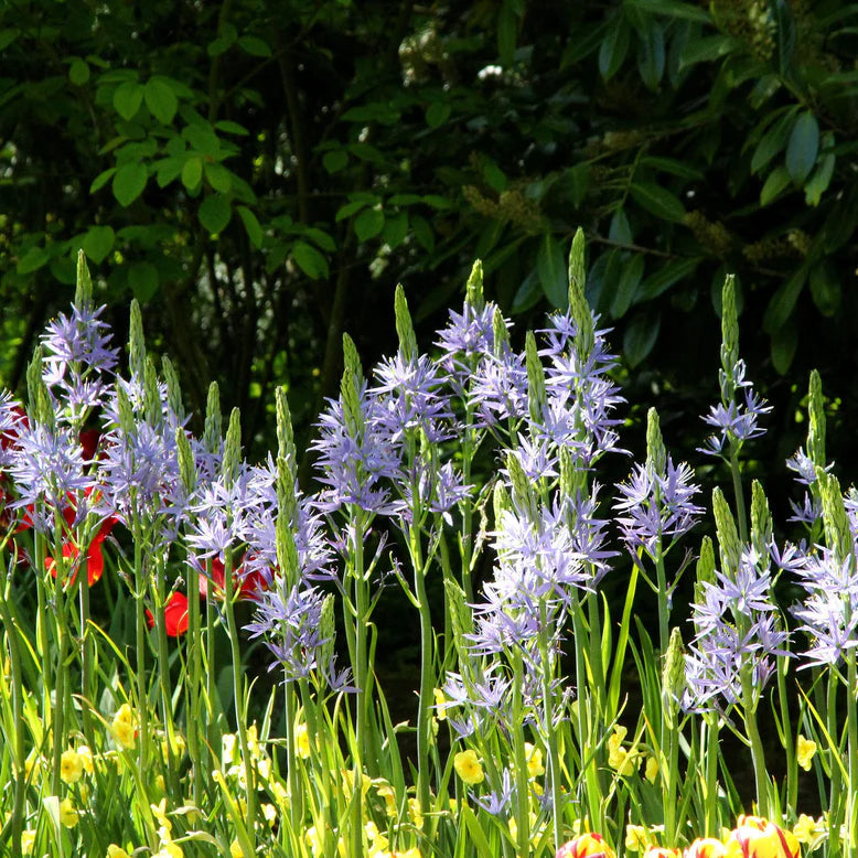 Camassia bleu