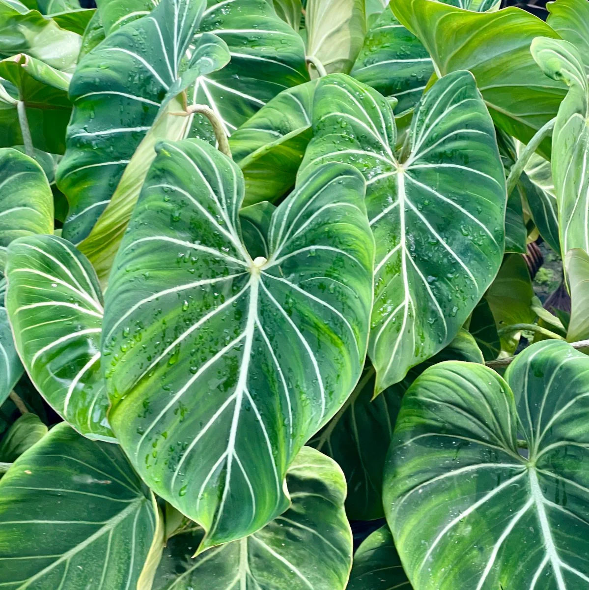 Colocasia esculenta white lava