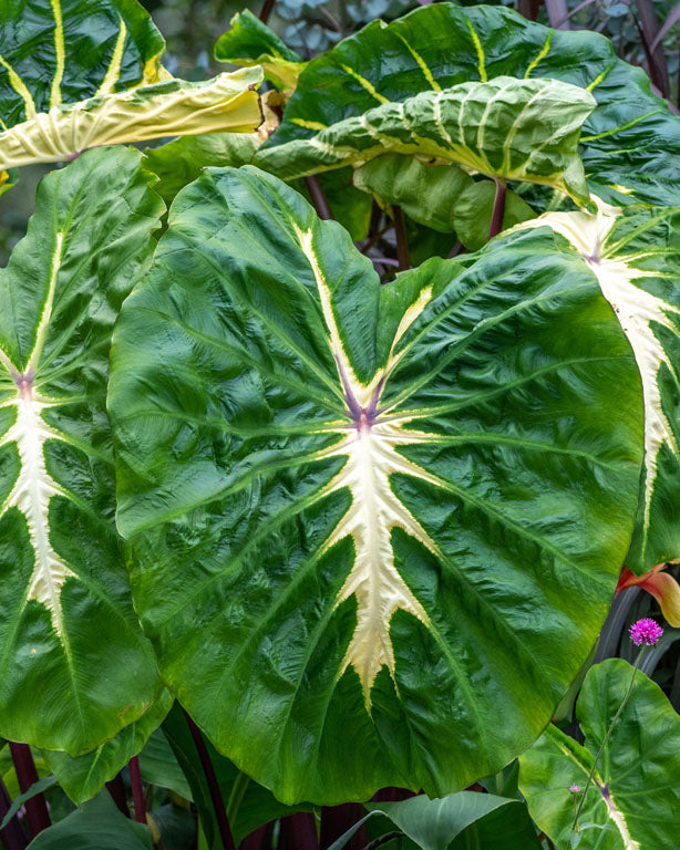 Colocasia esculenta white lava