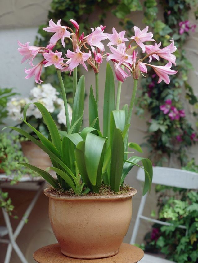 Crinum Rose