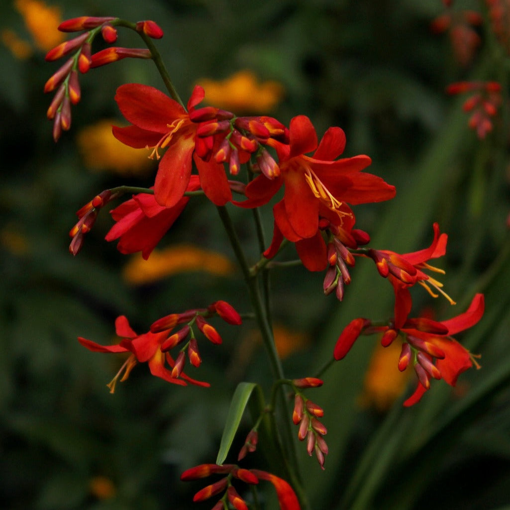 Crocosmia Lucifer