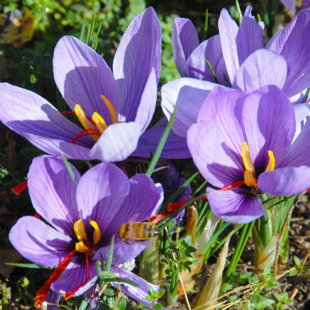 crocus pour le safran