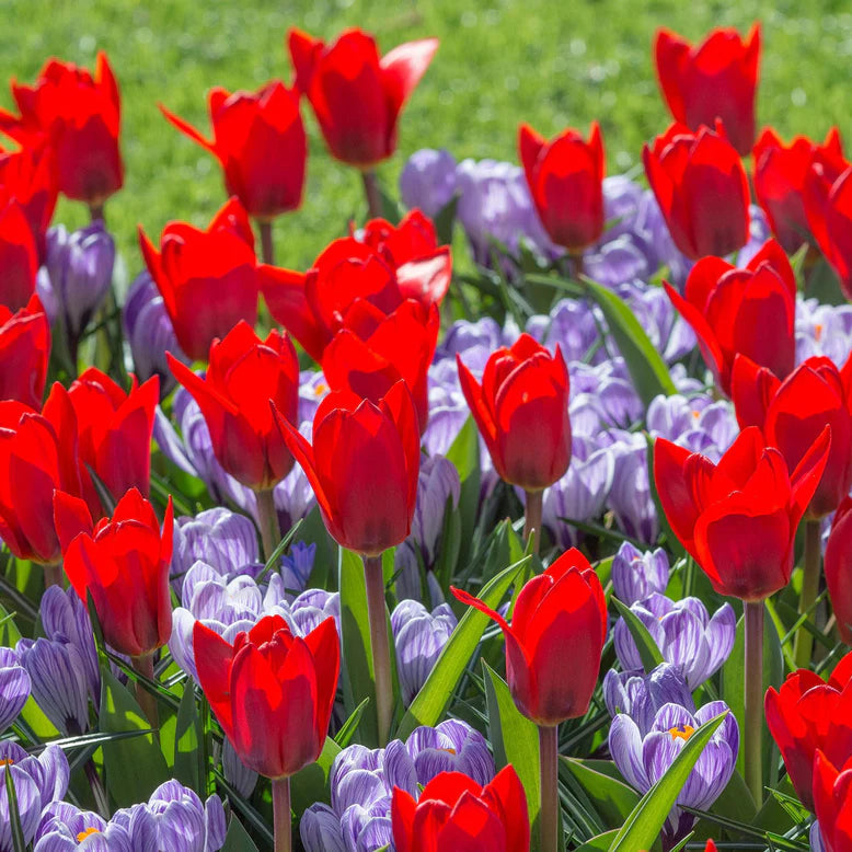 Crocus striés