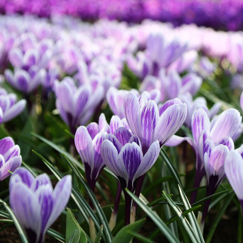 Crocus striés