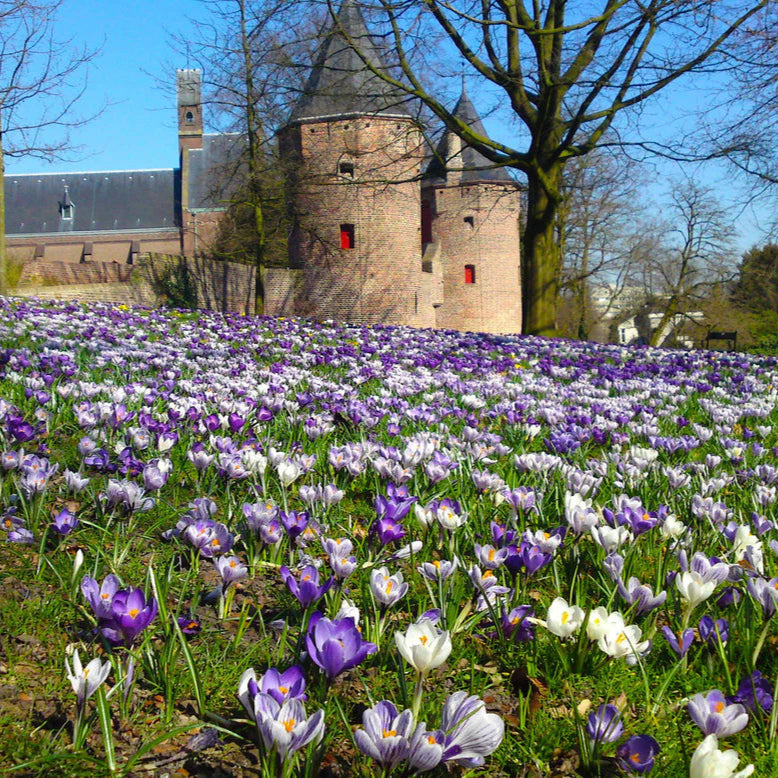 Crocus striés