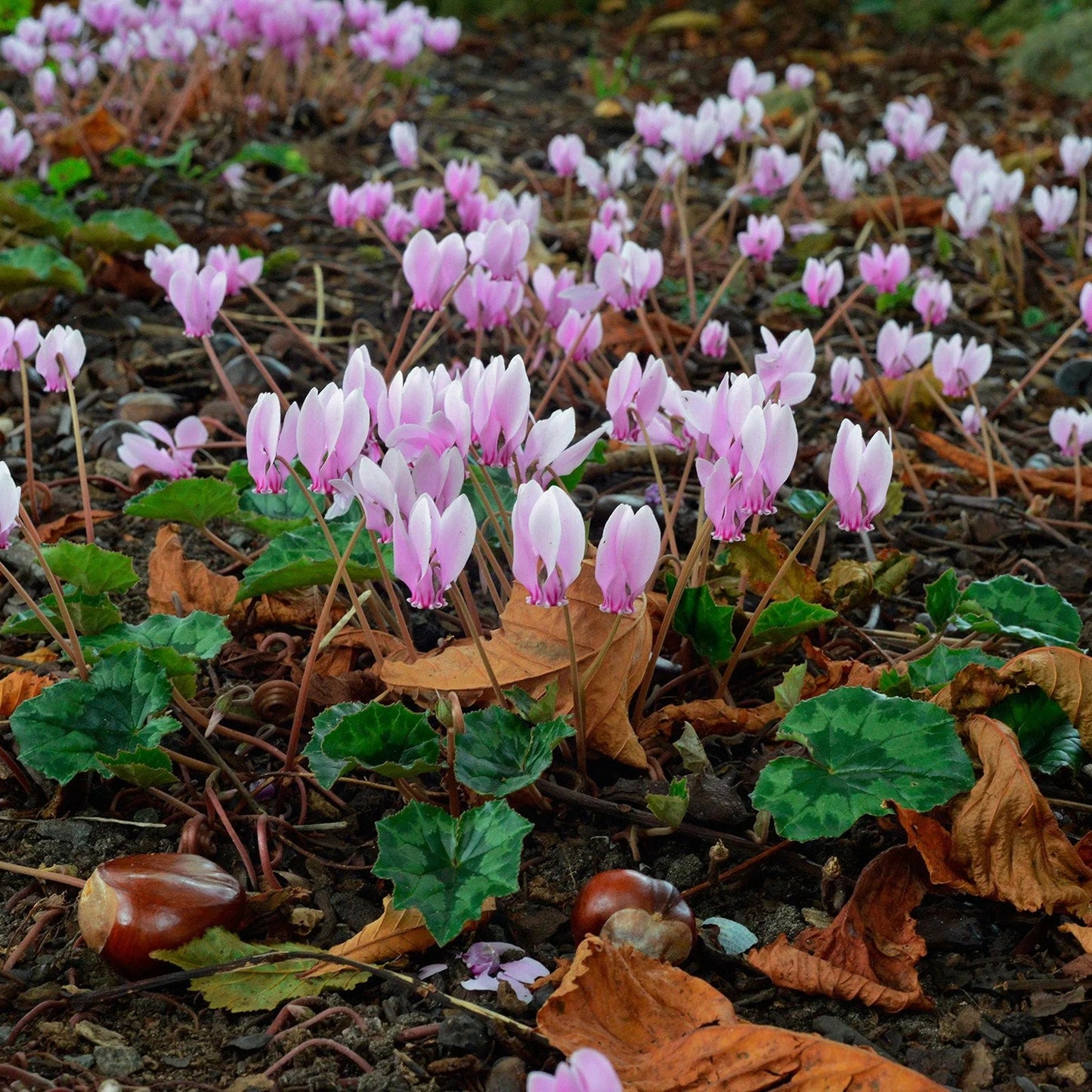 cyclamen de naples