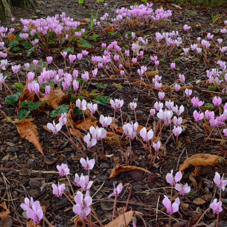 cyclamen de naples