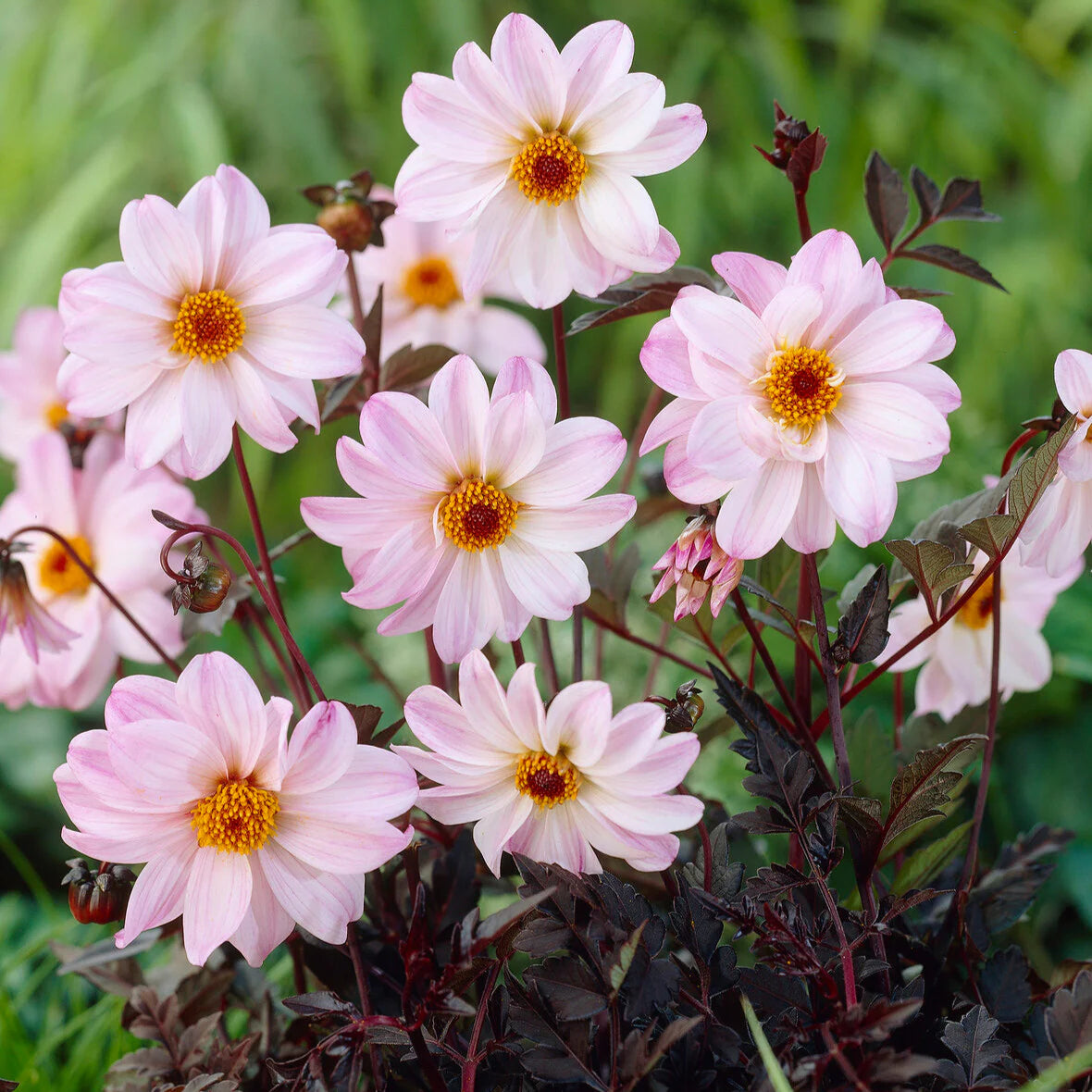 Dahlia Bishop Rose