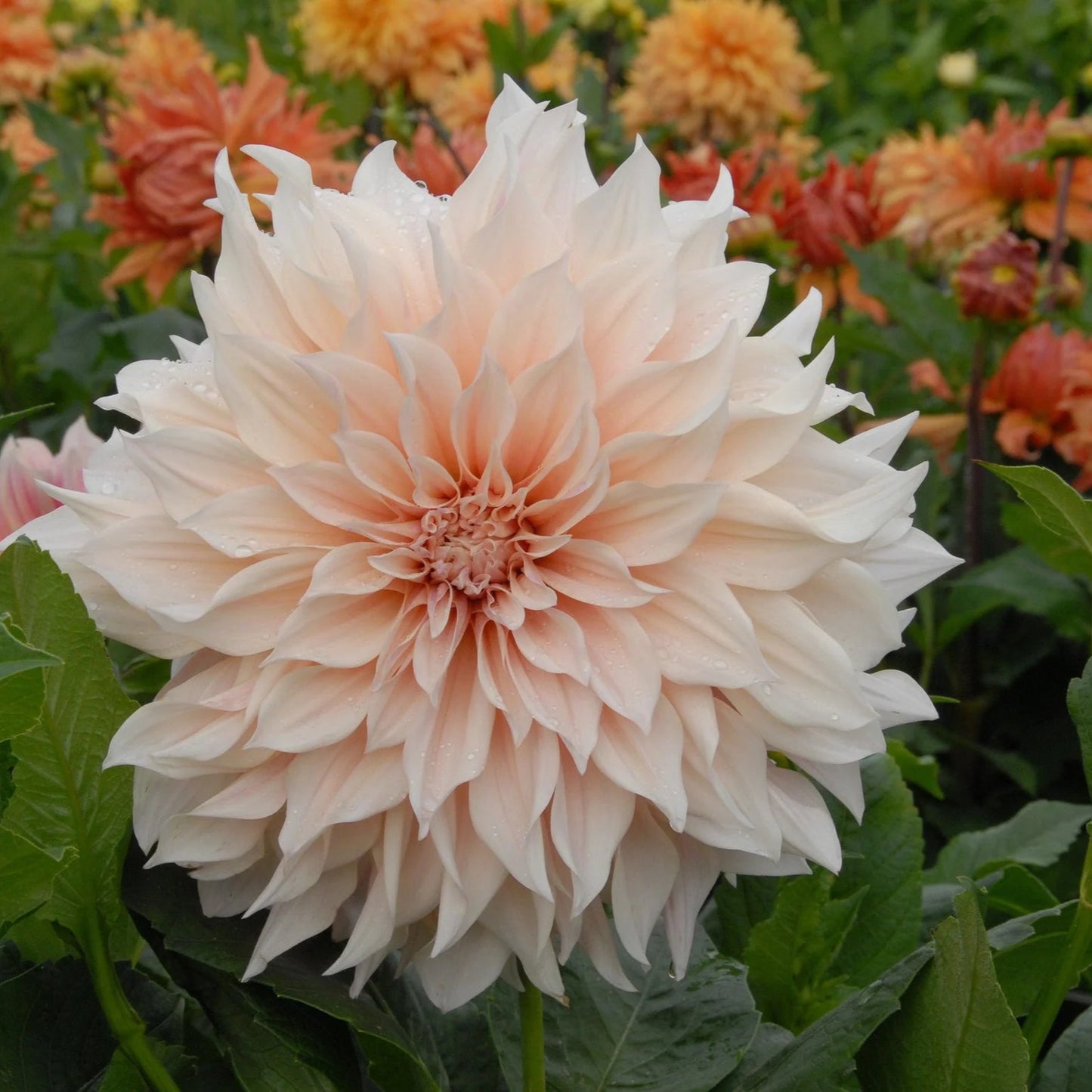 Dahlia Café au Lait