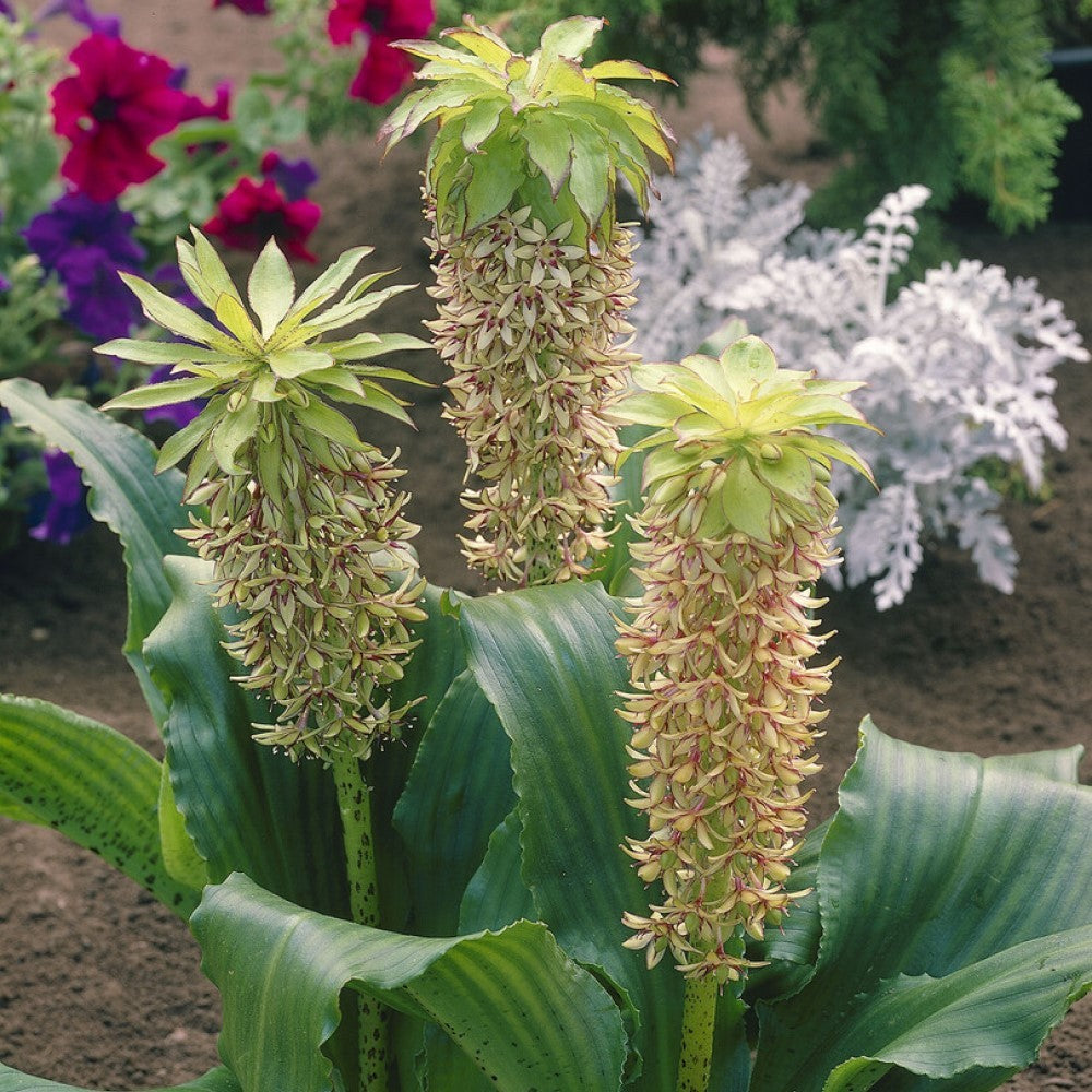 Eucomis Bicolor