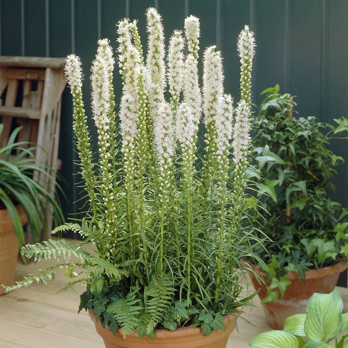 Liatris Spicata Blanc