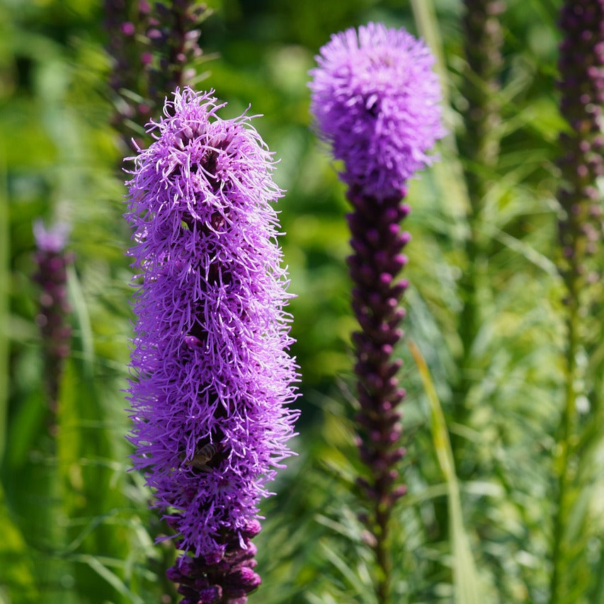 Liatris Blazing Star Violet