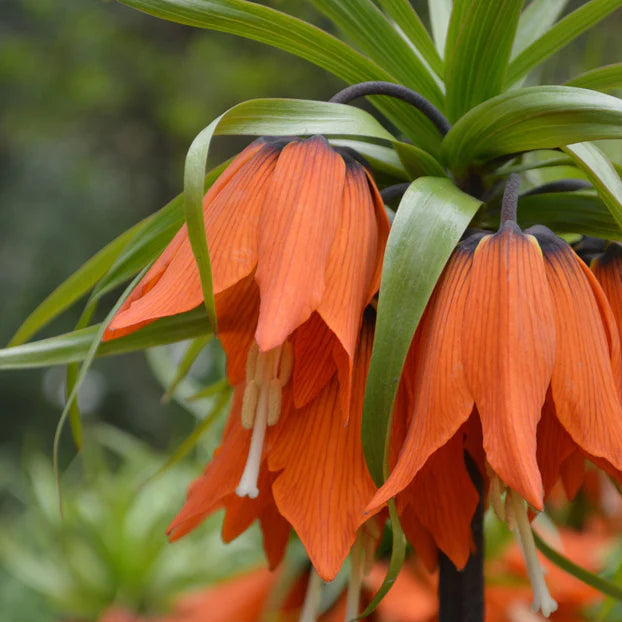 Fritillaire impériale