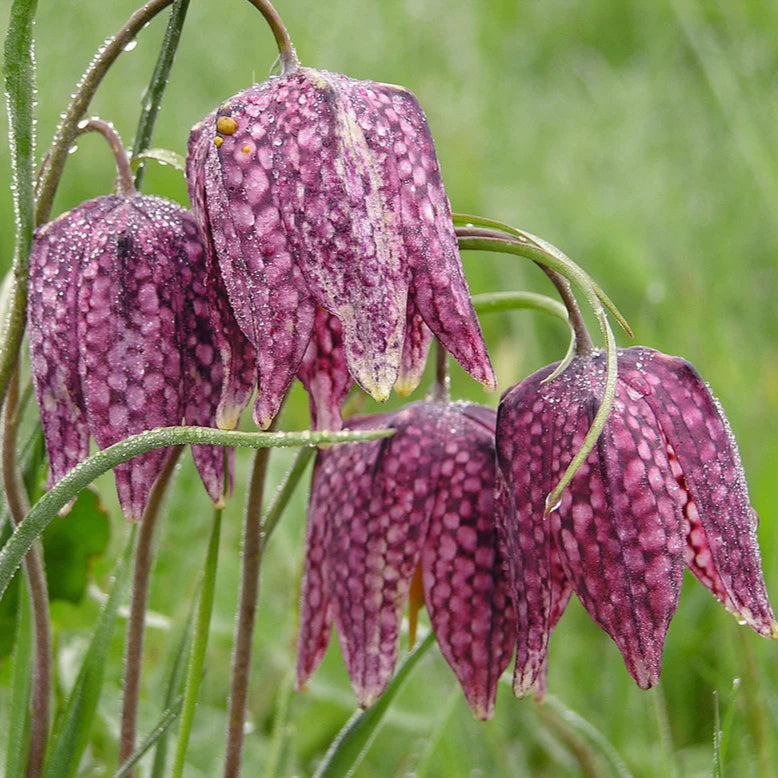 Fritillaire pintade