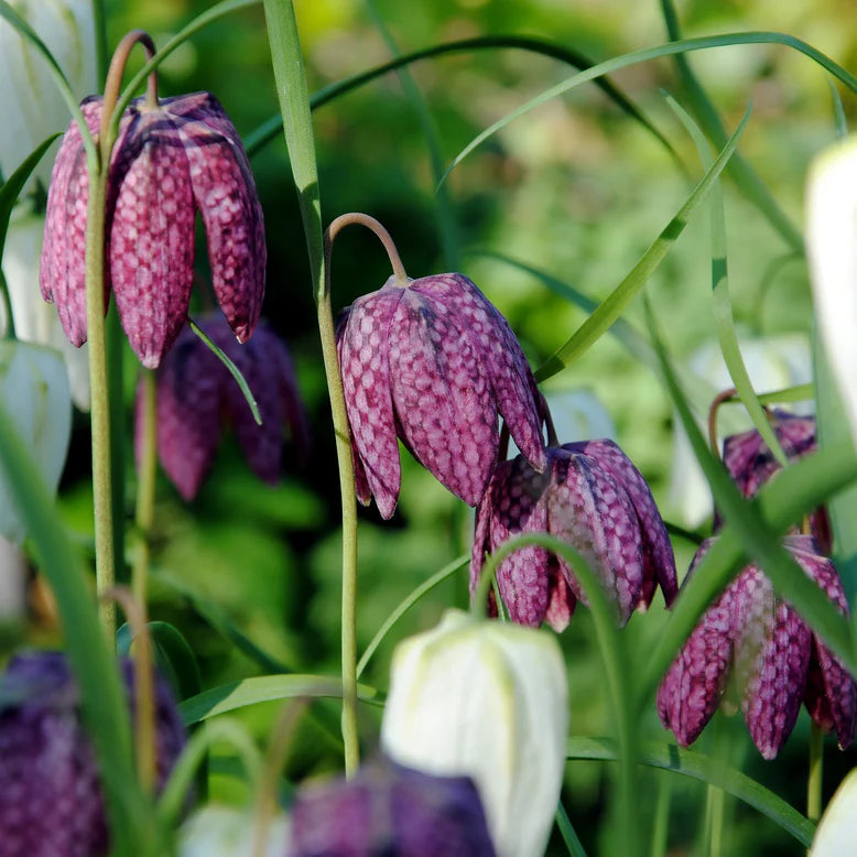 Fritillaire pintade