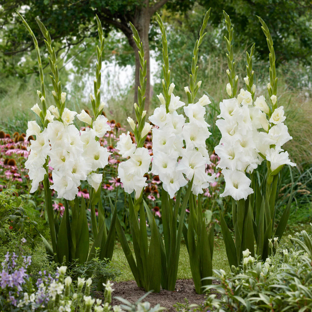 Glaïeuls Blanc