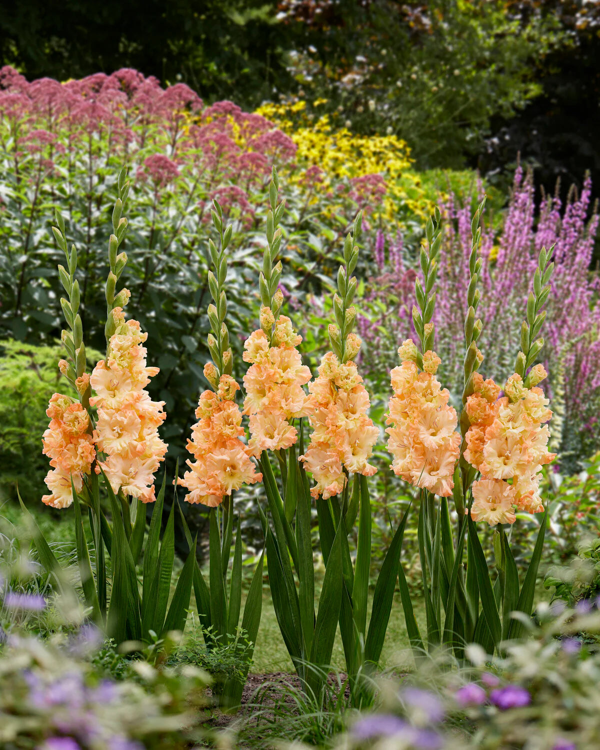 Glaïeuls Orange