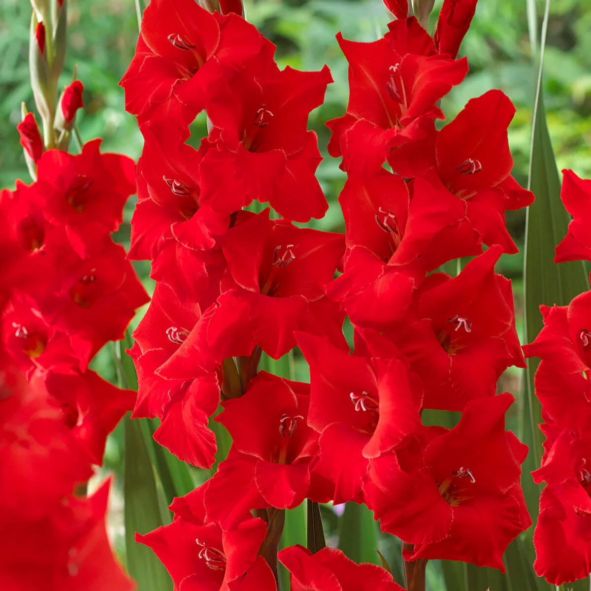 Glaïeuls Rouge
