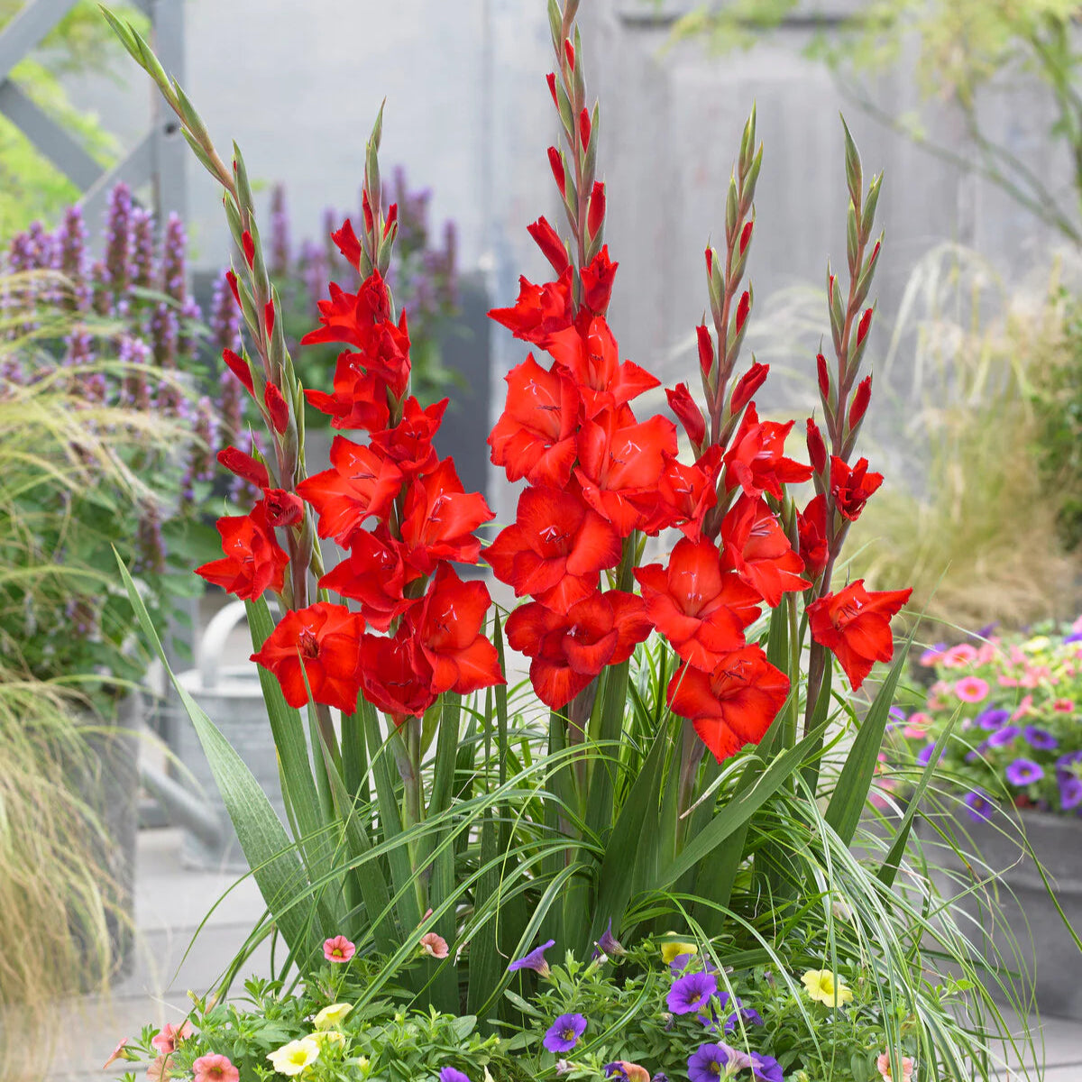 Glaïeuls Rouge