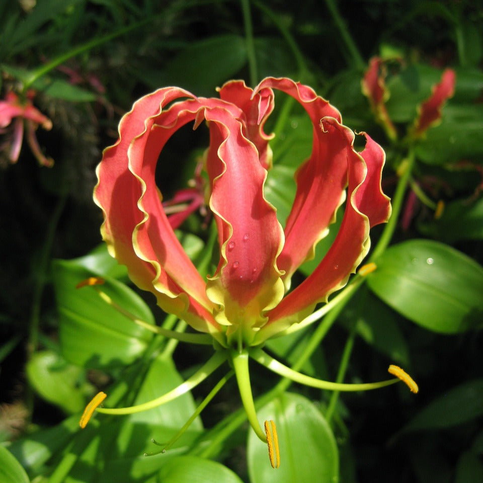 Gloriosa Rothschildiana