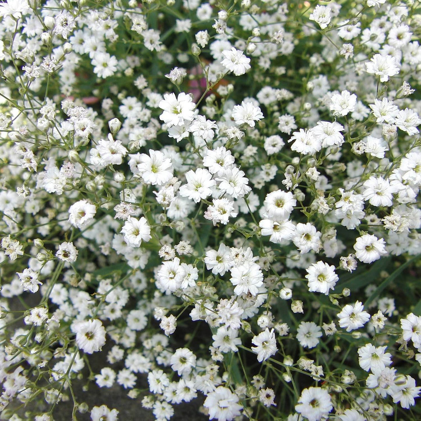 Gypsophile Paniculata Double Blanc