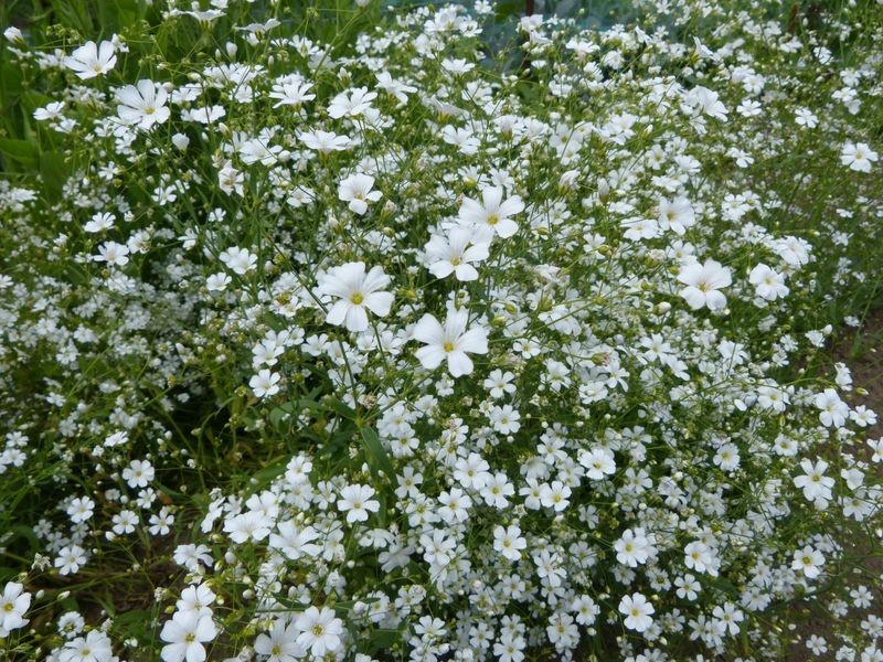 Gypsophile Blanc