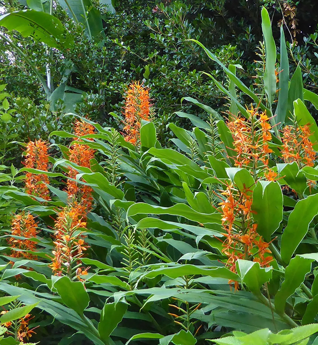 Hedychium Aurantiacum