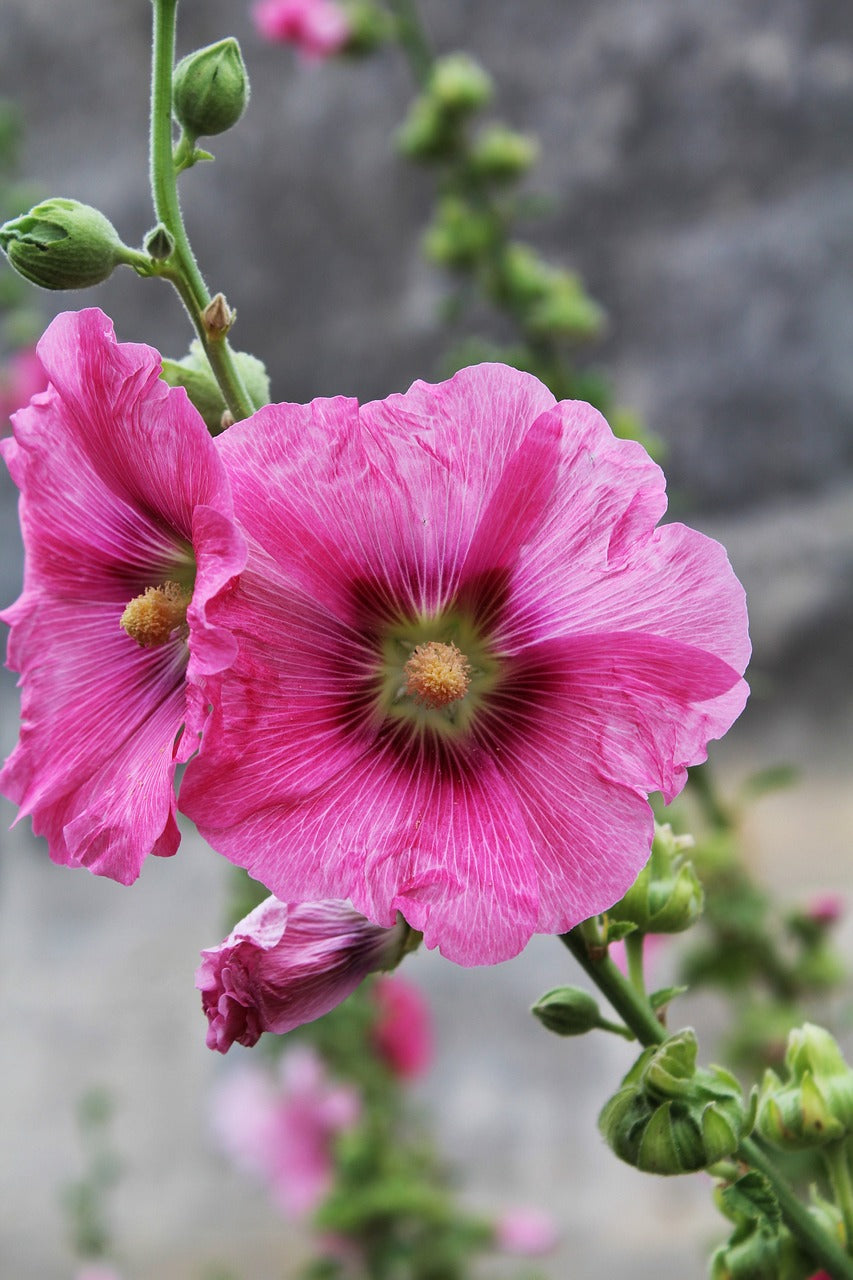 Rose trémière mix
