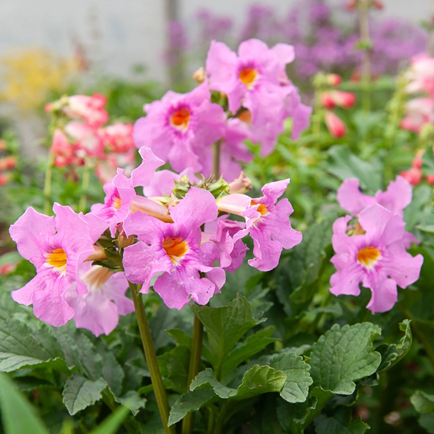 Incarvillea Rose