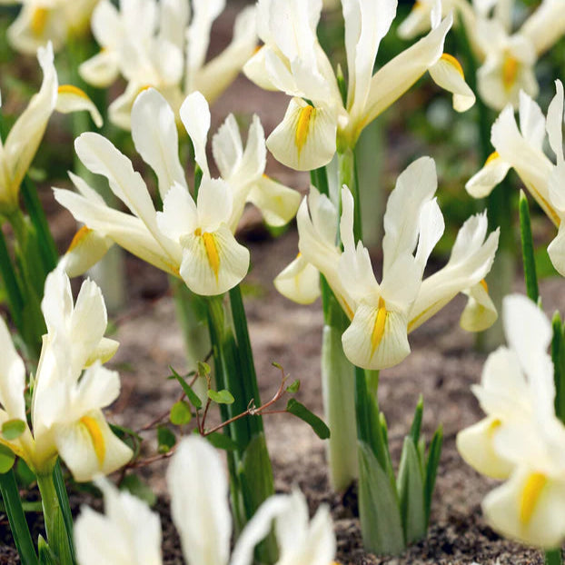 Iris blanc