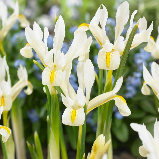 Iris blanc
