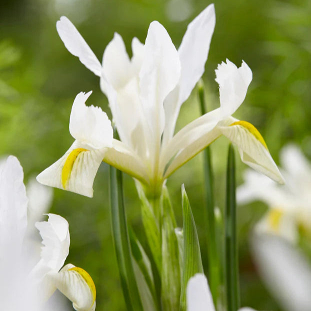 Iris blanc