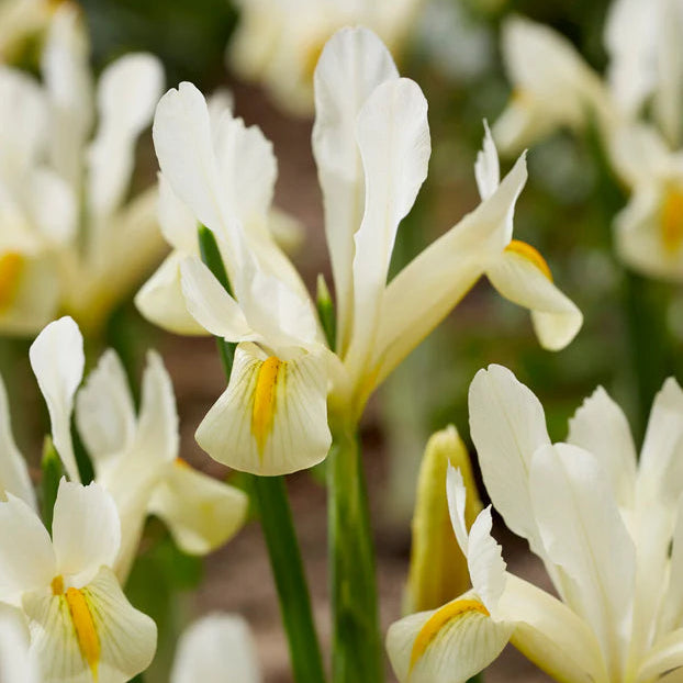 Iris blanc