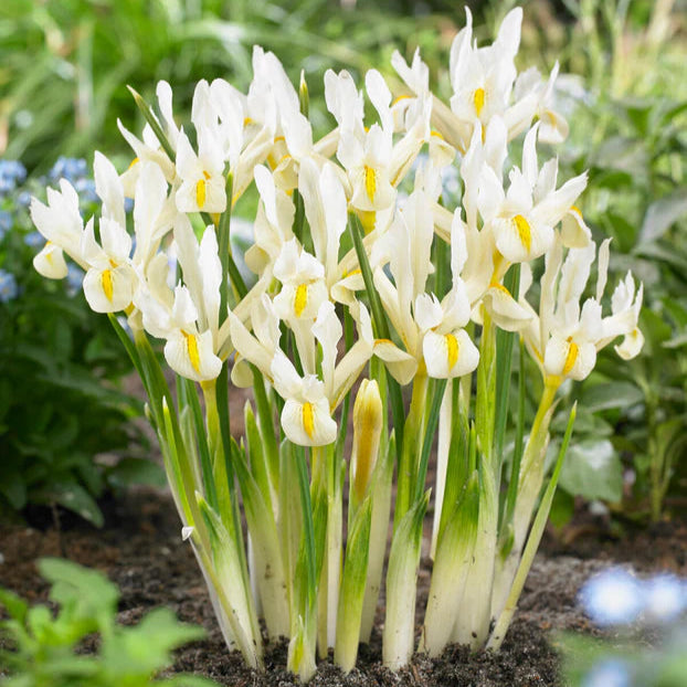 Iris blanc