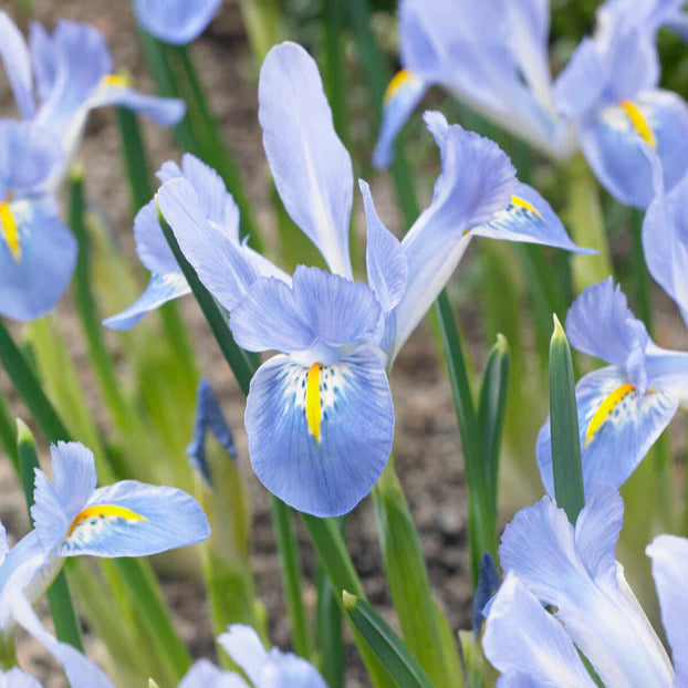 Iris bleu